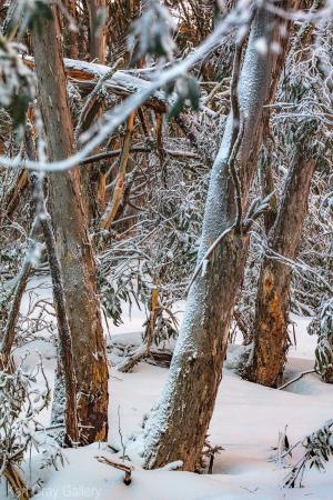 Snowgums, Snow, Sprinkles tree prints dinner plain mount buller - Karl Gray