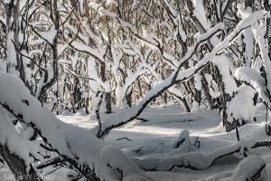 snow tree snowgums print dinner plain mount buller falls creek alpine - Karl Gray