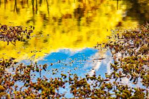 pond print yellow high country Karl Gray Gallery - Golden pond - Karl Gray