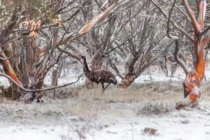 Emus, snow, Snowgums dinner plain mt hotham australia alpine icon - Karl Gray