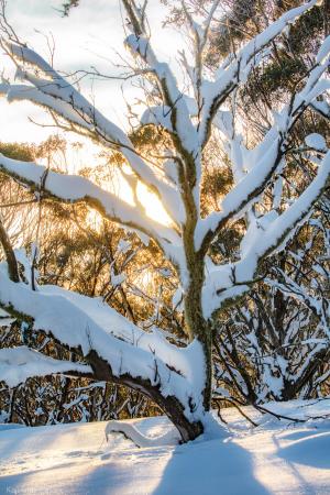 snow tree snowgum photographic print - Karl Gray