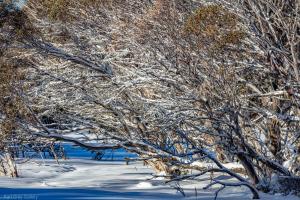 snow tree prints - Karl Gray
