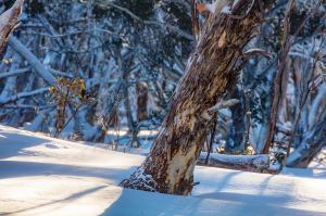 snow tree prints - Karl Gray