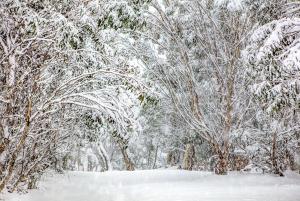 Snow Falling Through Trees print - Karl Gray
