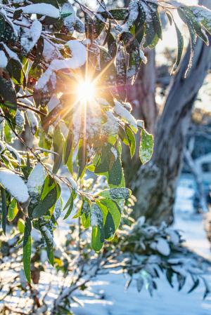 snowgum leaves morning sun print karl gray - Karl Gray