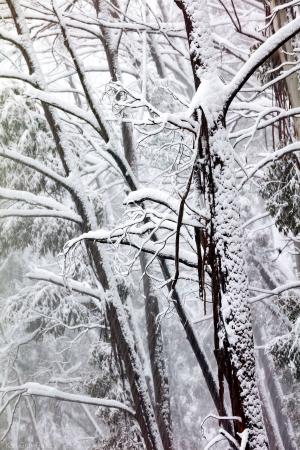 Fresh In The Tall Trees snow print - Karl Gray